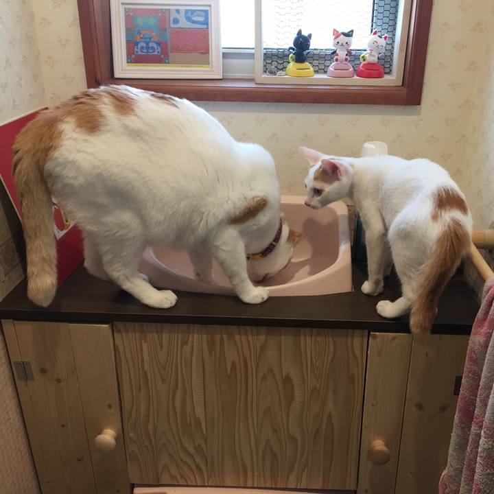 1a1b8e8a d4c1 422d bbcb b1478282d25c