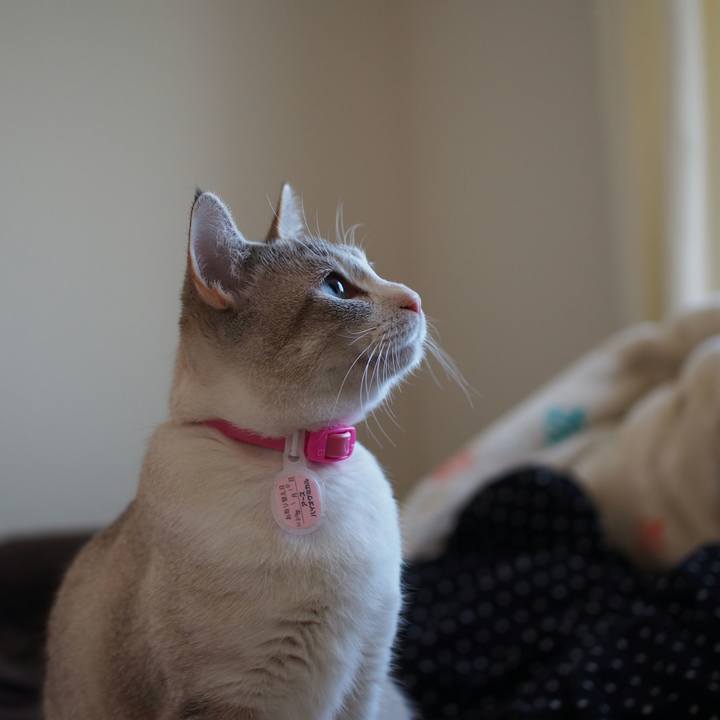 1a2e8a25 d4fa 48fe 96c5 d59cebf70287