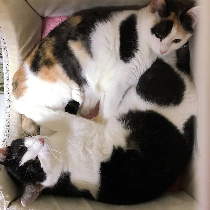 1a2fc5a9 b9e5 410c a62e 2931346ebce3