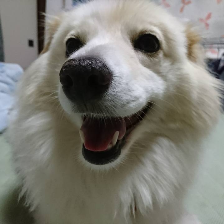 1a31f1b8 77fc 4cab ad4b dac2af7d2b44