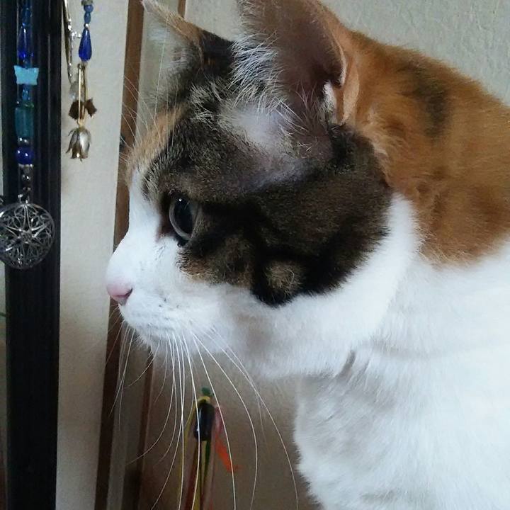 1a32b4d7 ed0c 4ef9 ae76 d7a7124427df