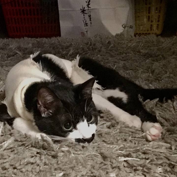 1a3bc6d8 13b6 445c 8285 905419a3fcbd