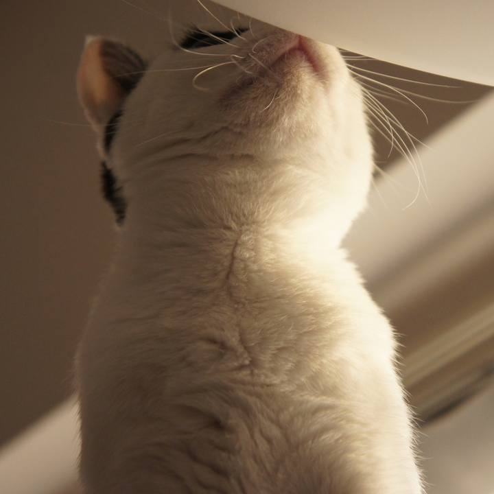 1a432ee6 af9f 452b 916d 4250e554040d