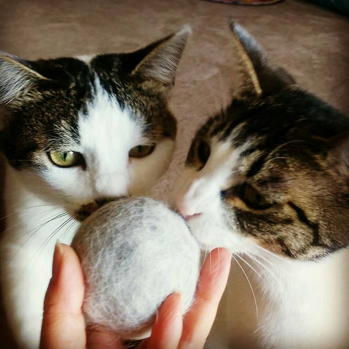 1a48383b 5279 4fc9 986e 9eb2a51db953