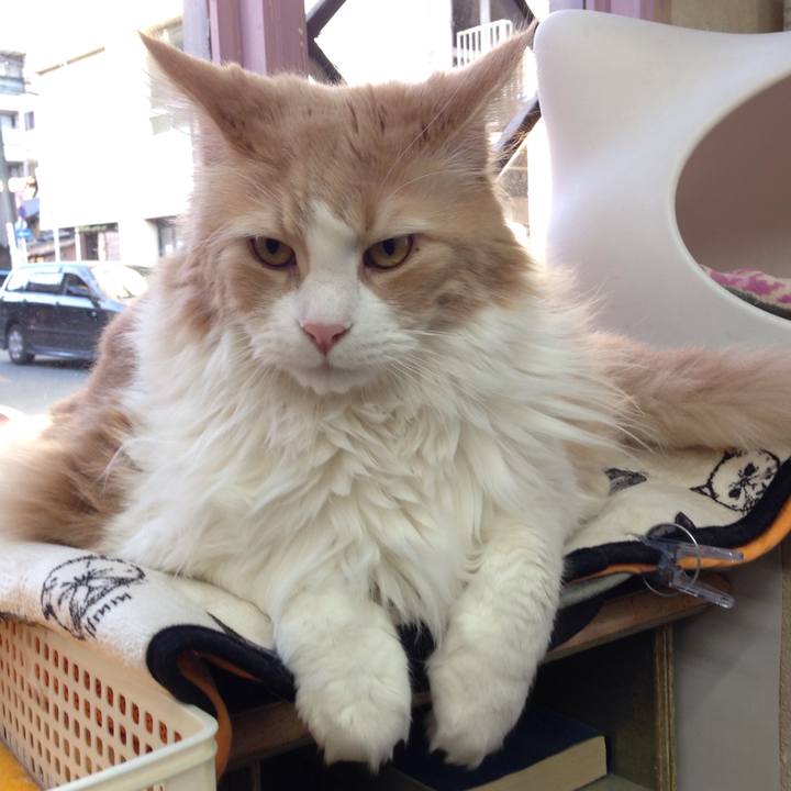 1a4a0c8f 4b91 4e24 b540 fdf9ef67540b