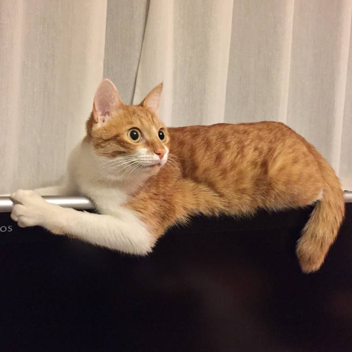 1a4aaa0f e271 4ba9 97b0 9e930877e739