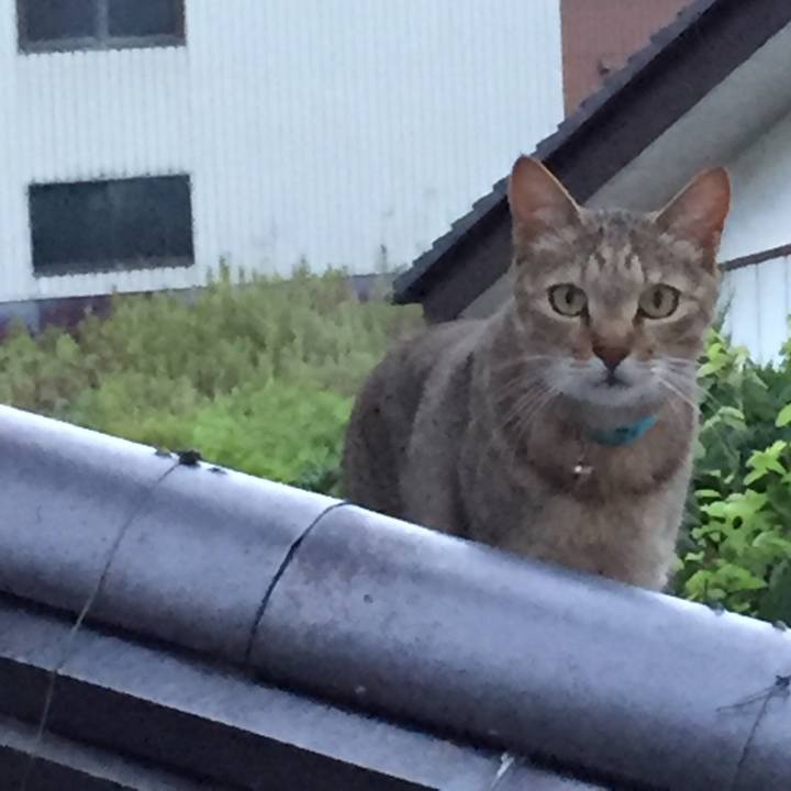 1a4c4837 80dc 42a8 a251 44c547816473