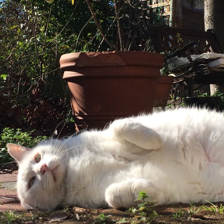 1a4dd922 445c 4cfc ba8a 6b8a75fc0070