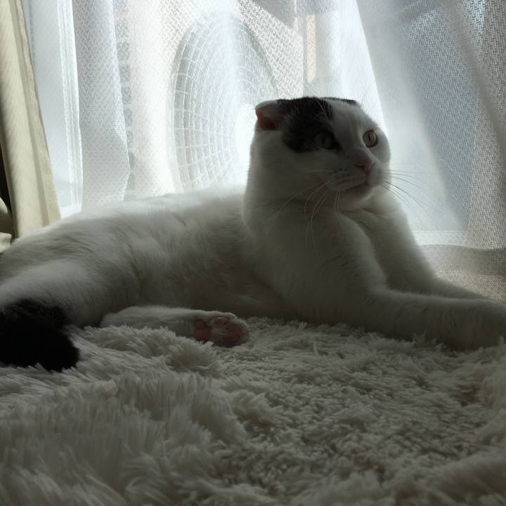 1a4fc968 4a06 4841 a3c0 45f345c0325f