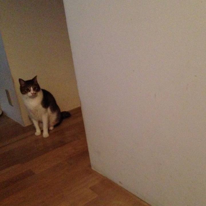 1a55f53b 91dd 4a37 a259 6b0d419df913