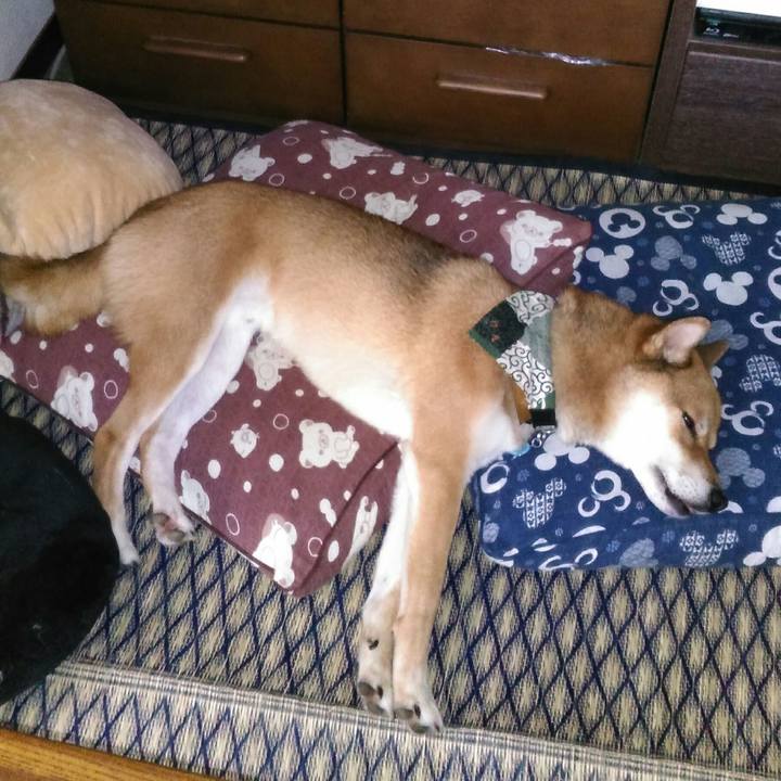 1a5b5cf9 39dd 4e83 a5ed cc92c7a074a6