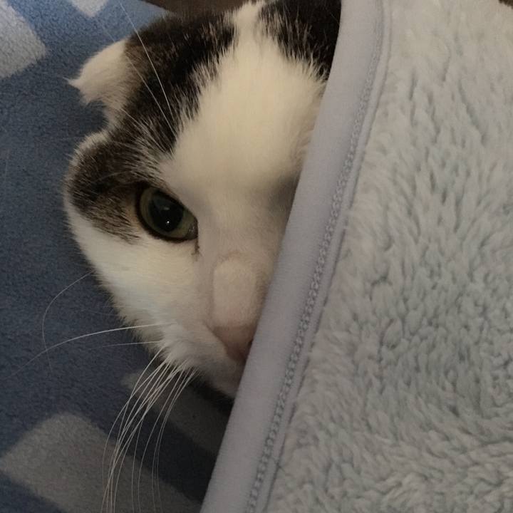 1a5d72d6 c10b 415c a788 dfe330083a32