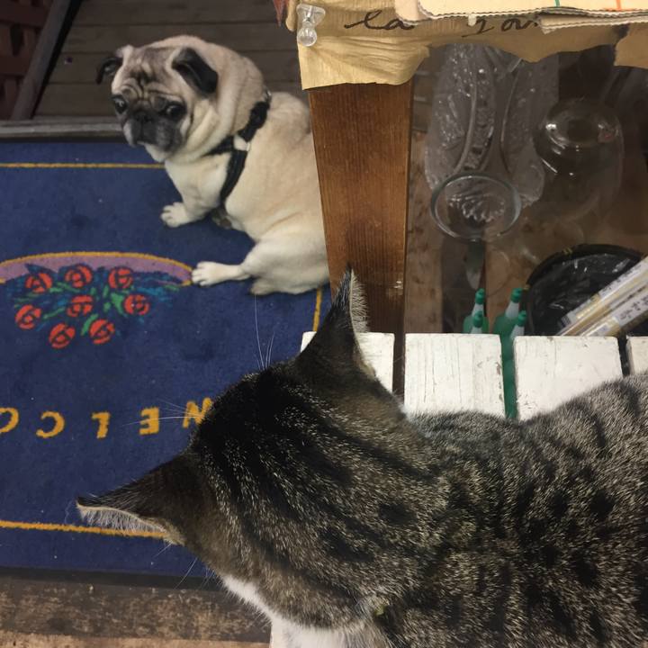 1a6763fe 033c 4dd0 b3a1 9ba9d856e1e7