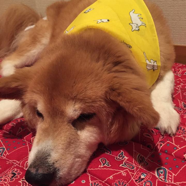 1a78bf07 90f8 4c1f a32f 128d2516f5c3