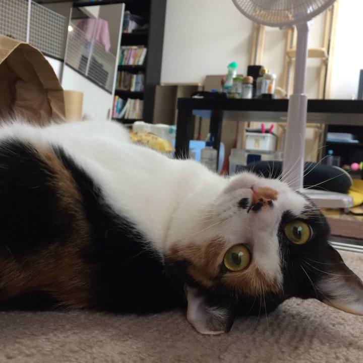 1a8dafed 1724 458a aca3 41d04bd6c879