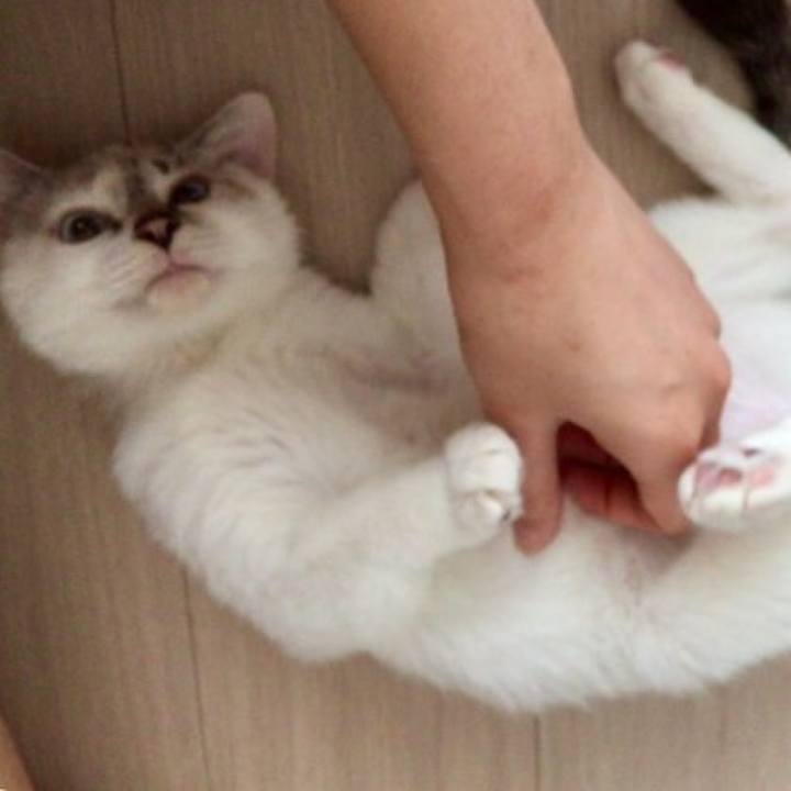 1ab018e4 a78f 4eab bcee cdd8ad268187