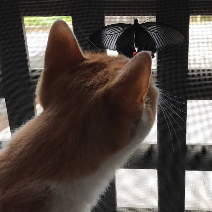 1ac18d3c c7c3 4bc7 9715 c50397750dbe