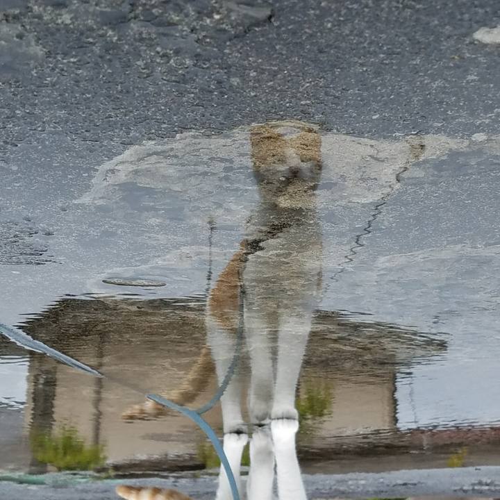 1ac4bc0e cfa8 4a14 9575 ec069ebb8891