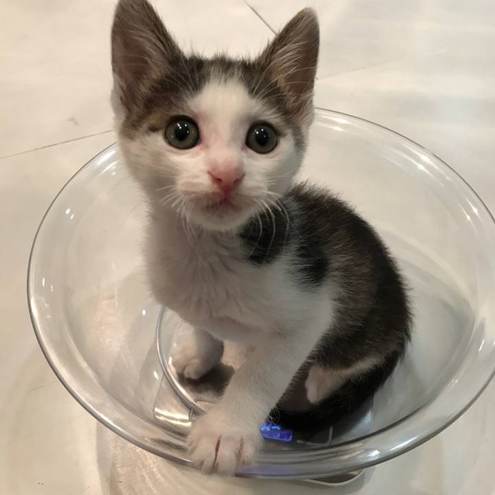 1acb4130 ebf6 4385 a039 ca4d42a009c3