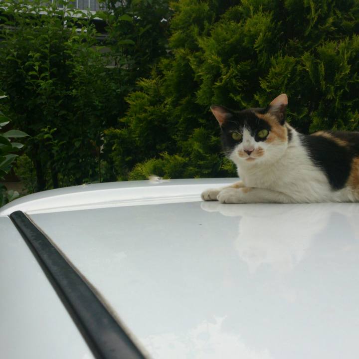 1acde06b 7d97 4164 8699 3376e3d8b692