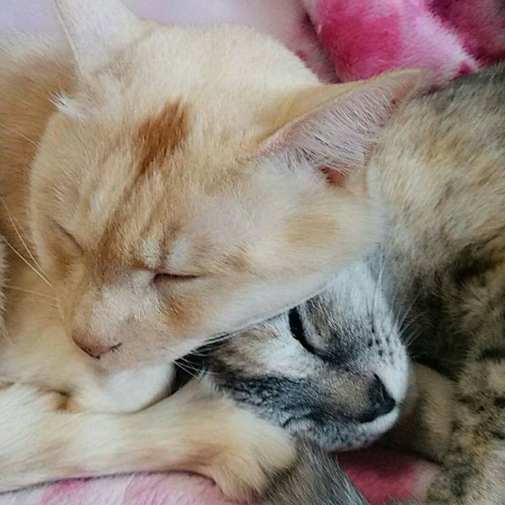 1aceae45 7ede 4c94 9c3d 47f7d94a1e53