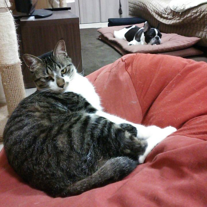 1ad2c86e bc1e 4dba ba8f c3b637a71db4