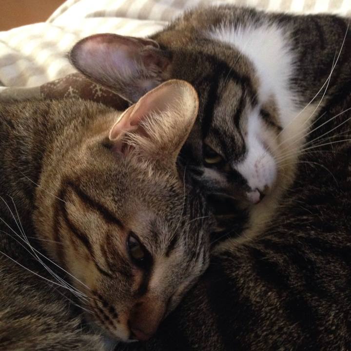 1ae0da30 cc6b 4710 ac0f 0aad09cf92c7