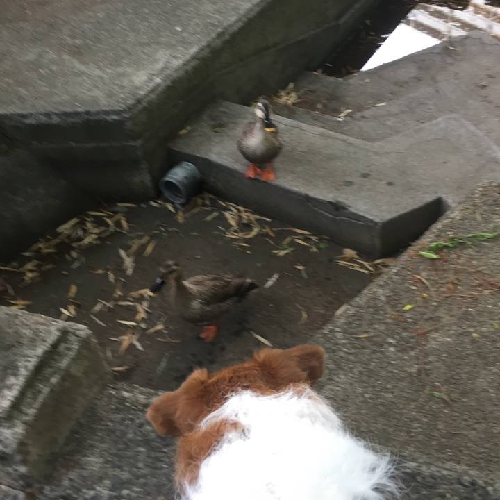 1ae297cb 7352 4587 a44c 91b327d8e585