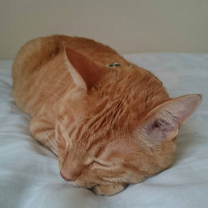 1aeb6c78 8672 4822 ba32 c93c8a13065c