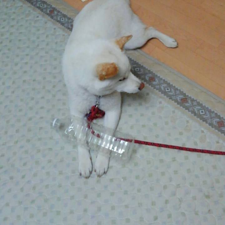 1af20946 9fa4 4fe4 b329 6cdb02ee9e50