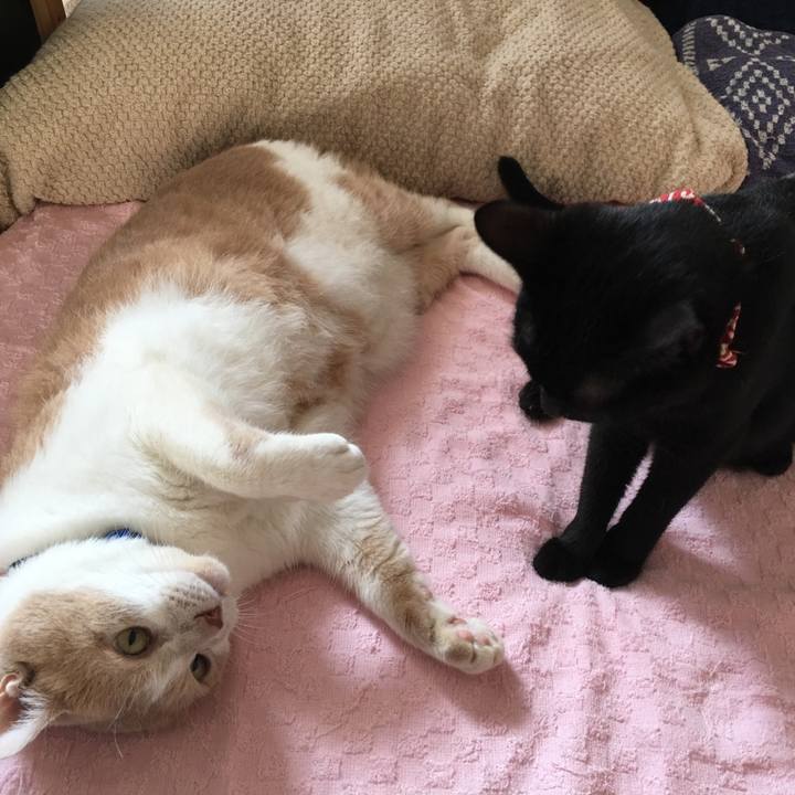 1af4f780 96a7 4830 8655 19288f637058