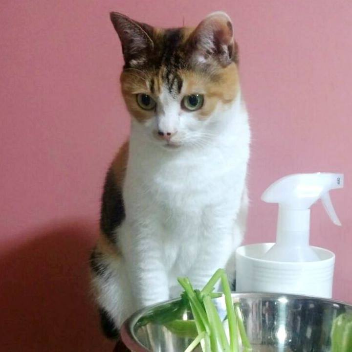 1b03caa5 e046 426f 8b62 e71f1b03df29