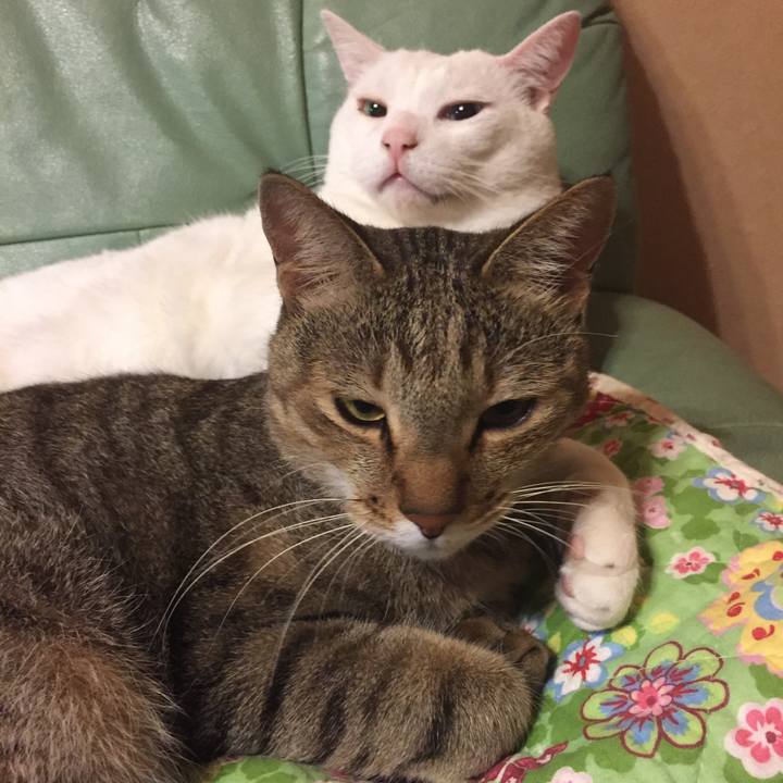 1b0862e3 0cc7 4267 8549 fc0f11c78888