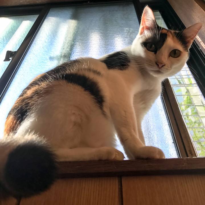 1b10fd26 511c 45eb 8242 dcf0e1688dc9