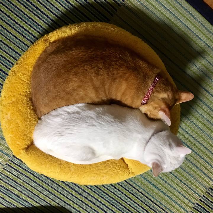 1b220c48 9c96 4bfb b417 3c704fb0822e