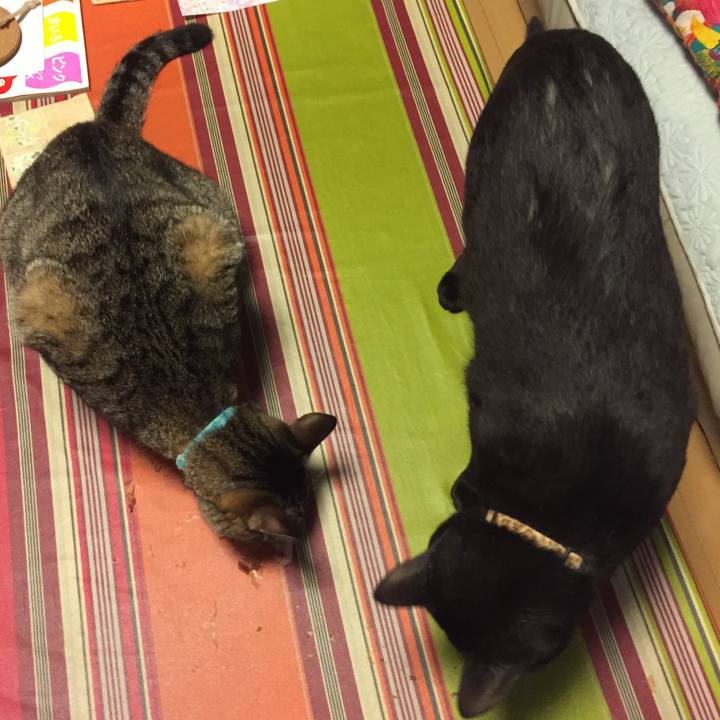 1b2cbcac be9b 436f bcba 61adb387b883