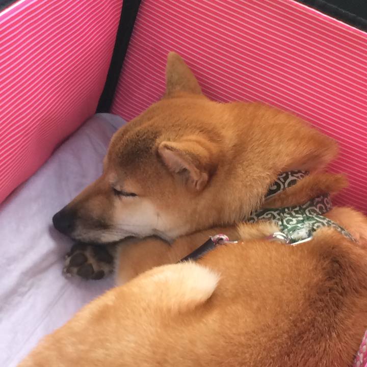 1b351dc1 0745 4322 b88a 887bdebb5e6c