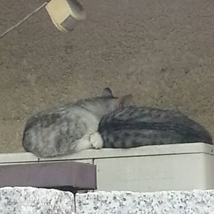 1b3b6731 ac4c 460c 9904 5024d972f3db