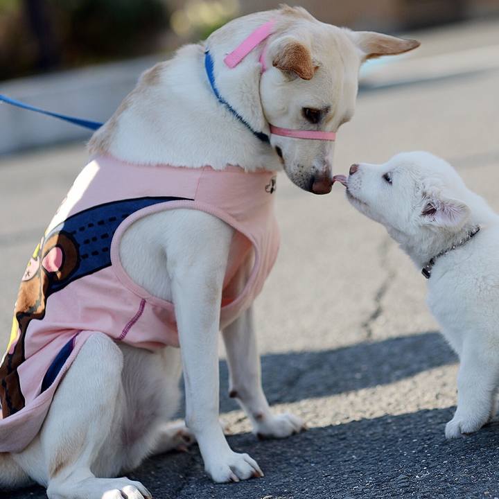 1b4c0b04 350b 4656 8d2c 7bc6a7557b3c