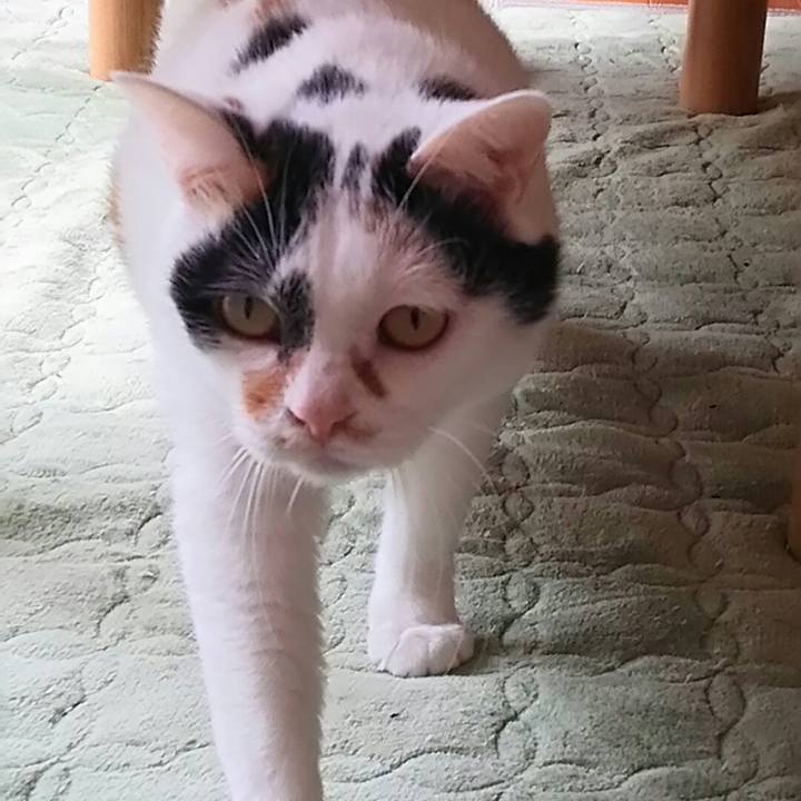 1b4c4347 a64c 447d aca2 4bd92377cc89