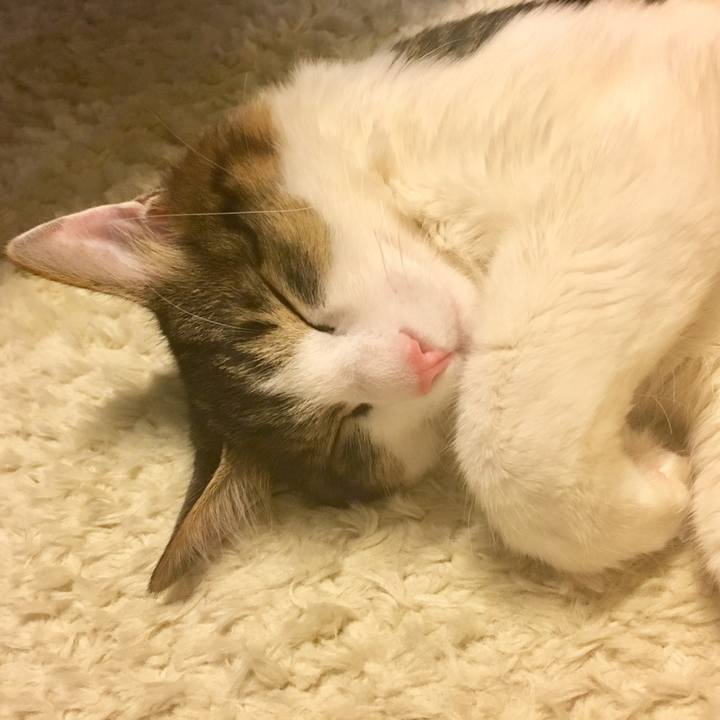 1b4cb7ce 22ab 4254 9fb0 4d71a60de53f