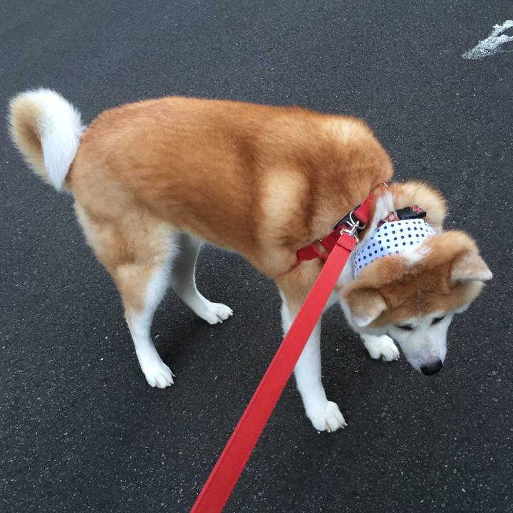 1b53ca51 ed40 4ae8 8ea4 815a615202fa