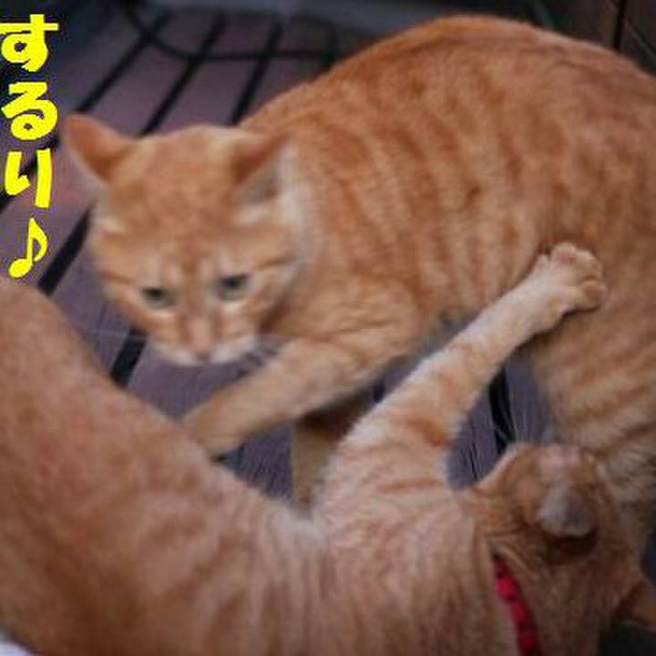 1b5591c6 bbbb 426a b9de f51bb30f86e1