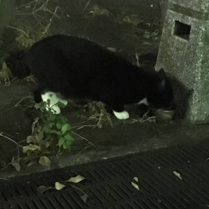 1b590b83 c3ee 4ada bf11 1d74ba86706f