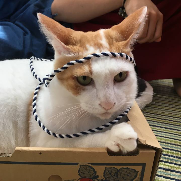 1b68d223 c0db 477a a1d4 d70c5241adbc