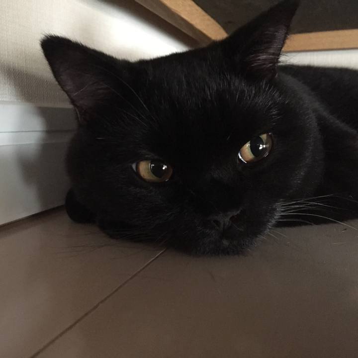 1b6a4c6f 4494 4c1d 842f cb411b6b9d5e