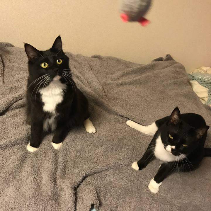 1b6de9a4 2bbc 4620 a5d5 01bc1dee5af5