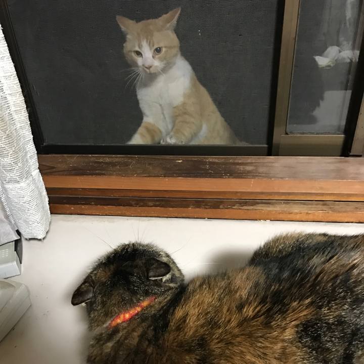 1b6fcc0a 43f6 4793 beb9 feb529039c99