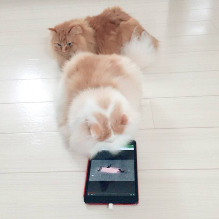 1b753837 41fc 4ce6 9c66 71e40a29b288