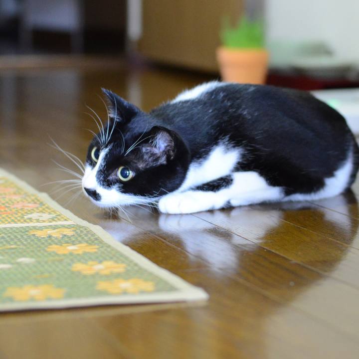 1b78098d 42a5 4838 a70b c389b1c0b01c